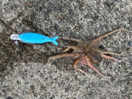 播磨のタコ事情