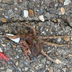 播磨のタコ事情