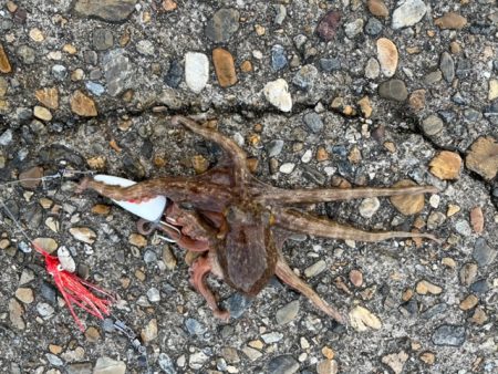 播磨のタコ事情