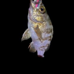 大潮初日のメバル調査