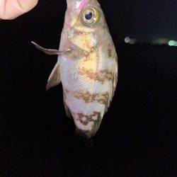 大潮初日のメバル調査