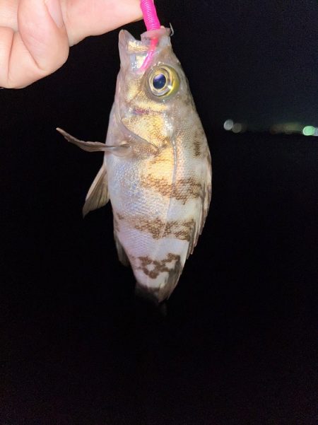 大潮初日のメバル調査