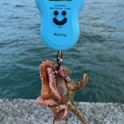 播磨のタコ事情