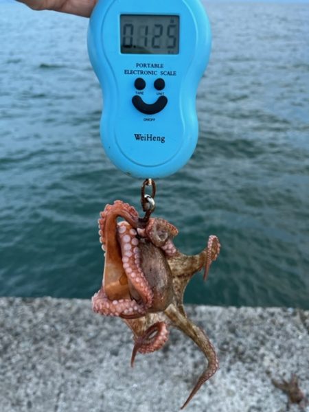 播磨のタコ事情