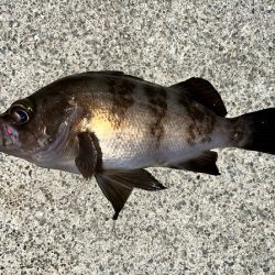 大潮初日のメバル調査