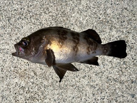 大潮初日のメバル調査