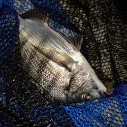 チヌハンターパート15