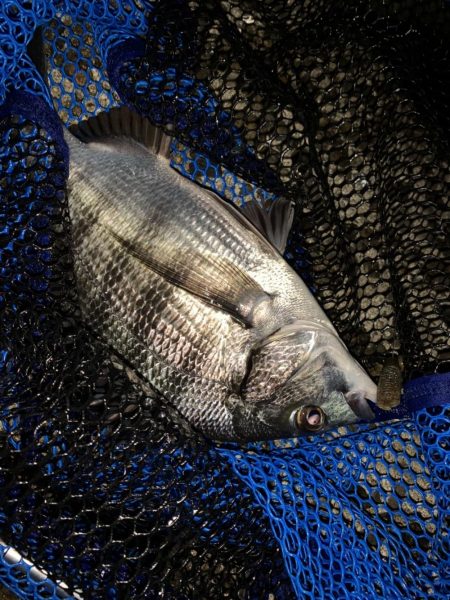 チヌハンターパート15