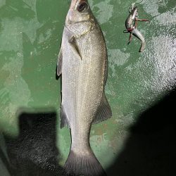 夜のヒラセイゴ