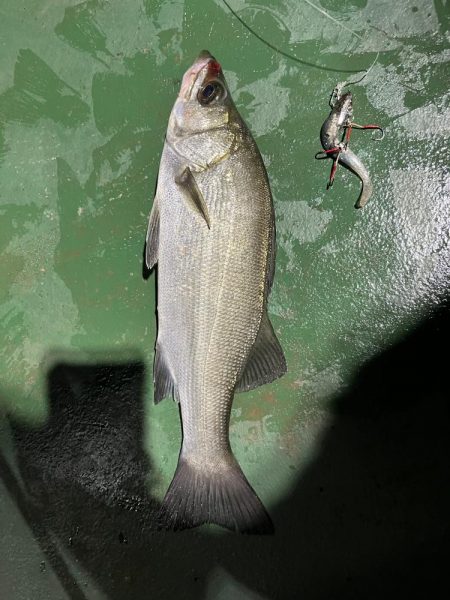 夜のヒラセイゴ