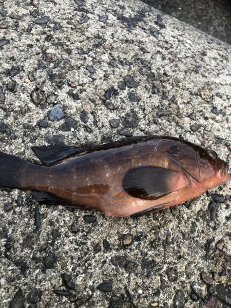 夕マヅメ　アジング