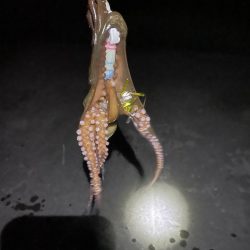タコ釣り