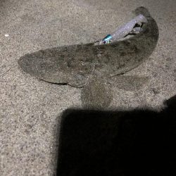 サーフ　マゴチ