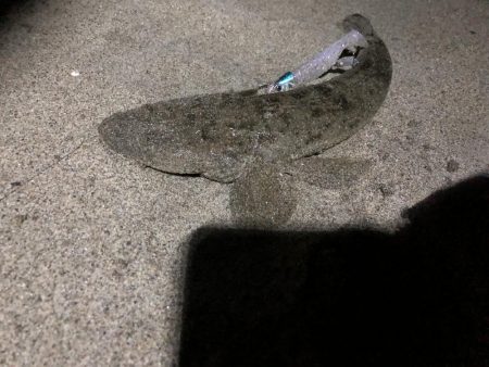 サーフ　マゴチ