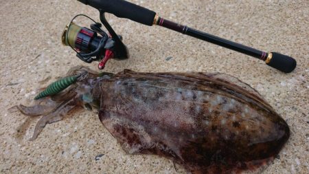 対馬エギング釣果