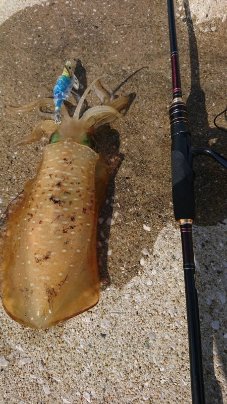 対馬エギング釣果