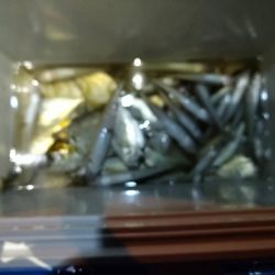 尺アジ釣れず😅