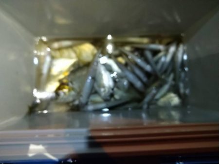 尺アジ釣れず😅