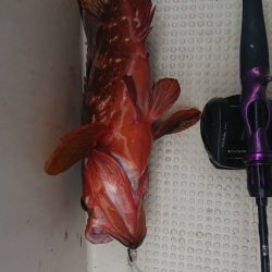 壱岐ではなく対馬ですが……