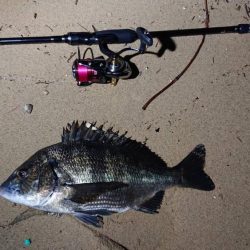 芦屋浜ナイトゲームでチヌ