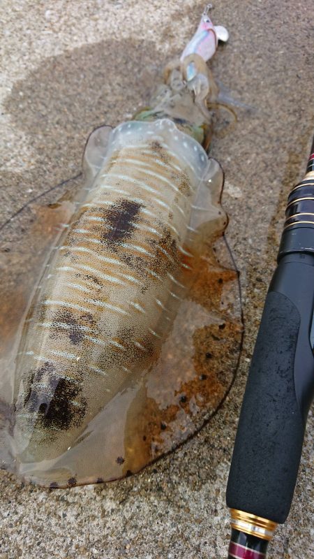 対馬エギング釣果