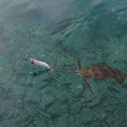 対馬エギング釣果