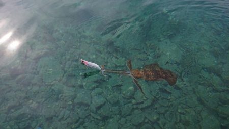 対馬エギング釣果