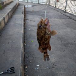 アナゴが釣りたくて