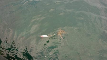 対馬エギング釣果