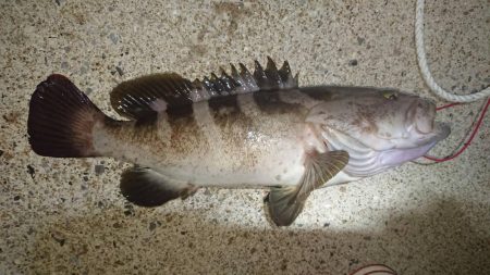 対馬ズボ釣り釣果