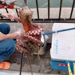 子供とのんびりサビキ