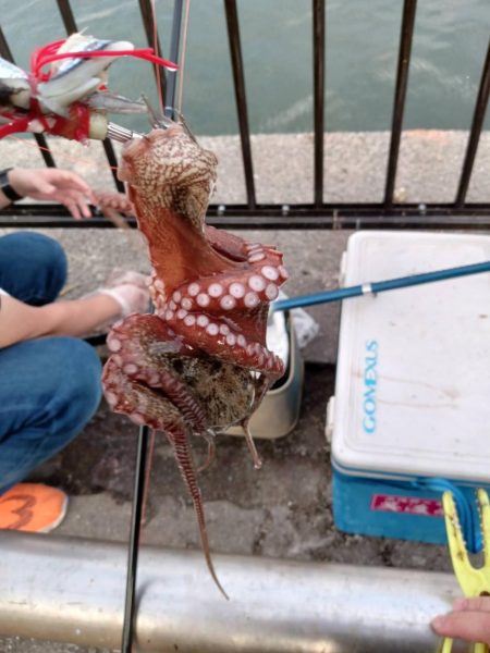 子供とのんびりサビキ