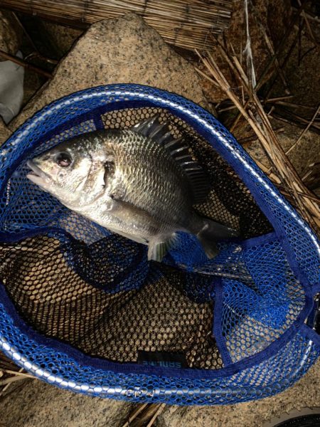 チヌハンターパート19