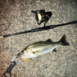 チーバスでした。