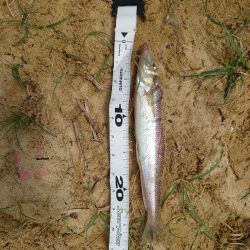 キス29cm/チヌ49cm