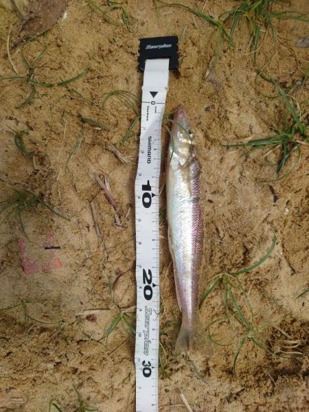 キス２９ｃｍ／チヌ４９ｃｍ