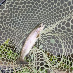 雨のなごみの湖