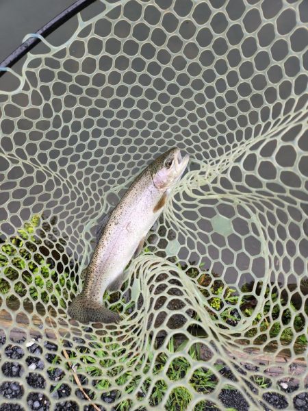 雨のなごみの湖