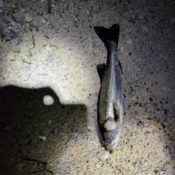 はじめましてスズキさん🎵