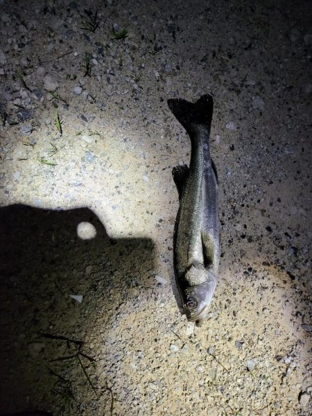 はじめましてスズキさん🎵