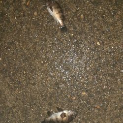 7月もまだメバリングできました。