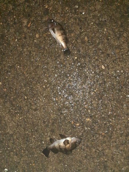 7月もまだメバリングできました。