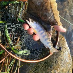 夕立降りに期待したがさっぱり