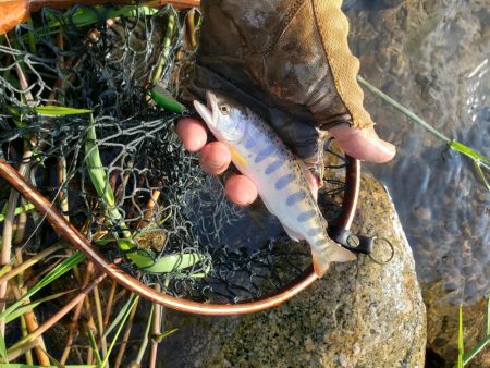 夕立降りに期待したがさっぱり