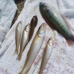 ちょい投げキス釣り