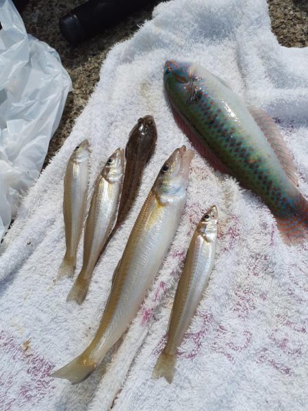 ちょい投げキス釣り