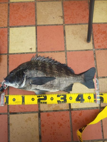 大雨後、初釣果