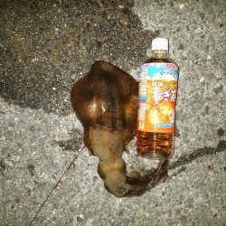 暑いので夕方から夜開けまでの釣行