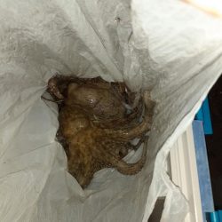 アナゴリベンジ