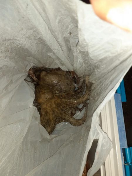 アナゴリベンジ